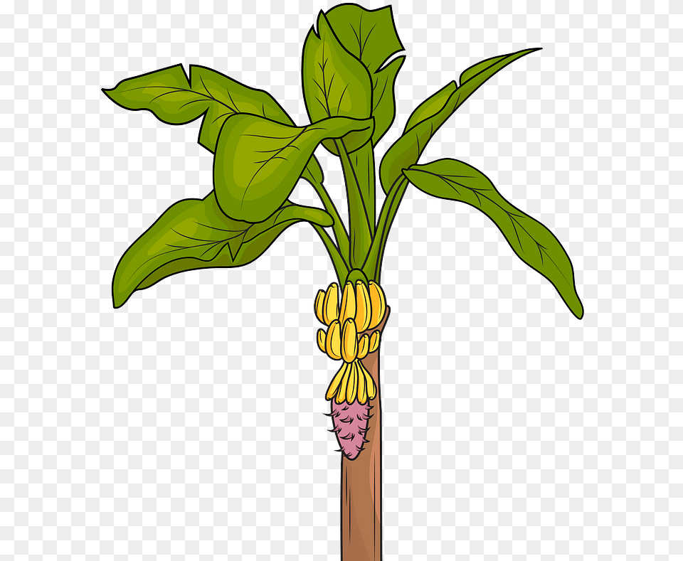 Banana Tree Clipart Download Transparent Creazilla Clip Art Of Banana Tree, Food, Fruit, Plant, Produce Png Image