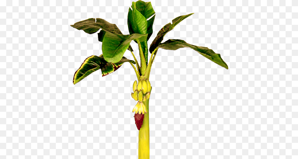 Banana Tree Clipart Monkey In A Stock Photography Acclaim Images, Leaf, Plant, Flower, Food Png