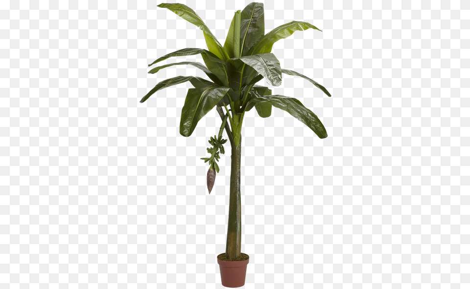 Banana Tree Cut Out, Leaf, Palm Tree, Plant Png Image