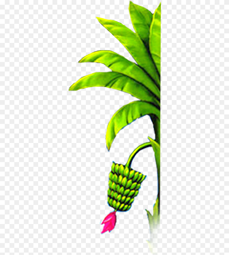 Banana Tree Design Elements Marriage Wedding Banana Tree, Sprout, Produce, Plant, Leaf Free Png