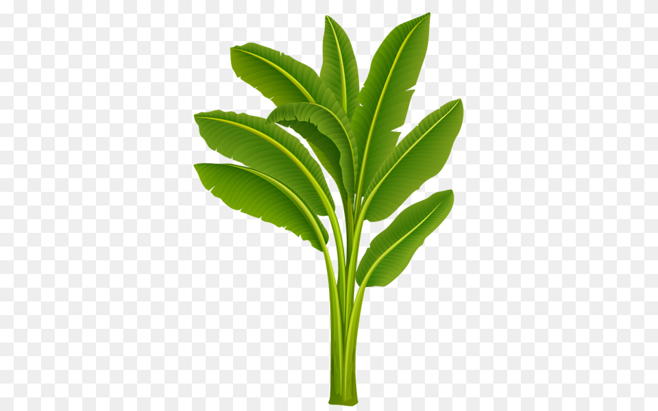 Banana Tree Hd Transparent Banana Tree Hd Images, Leaf, Plant, Green, Food Png Image