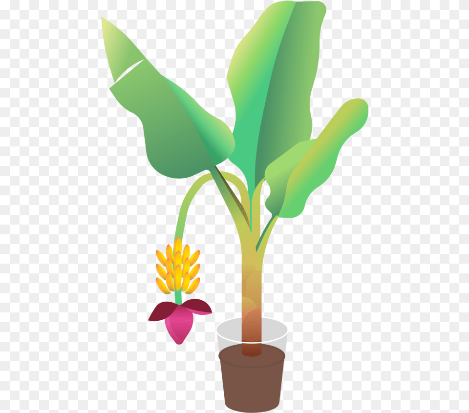 Banana Tree Houseplant, Food, Fruit, Leaf, Plant Free Png