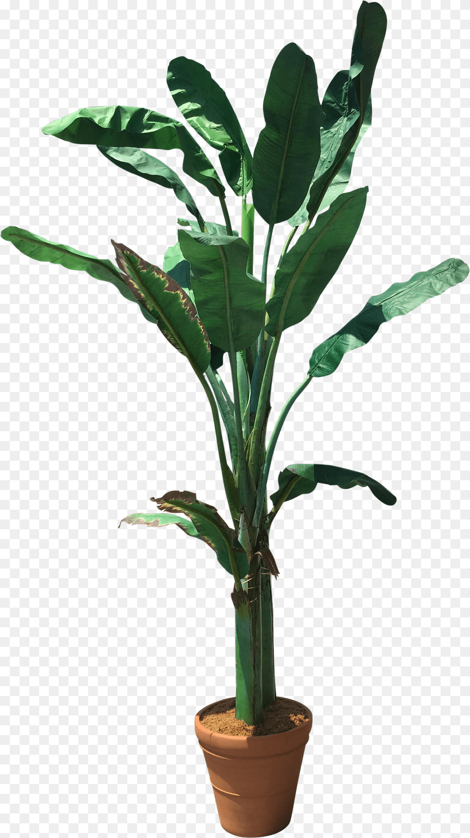 Banana Tree Image With Banana Tree, Leaf, Plant, Potted Plant, Flower Free Png