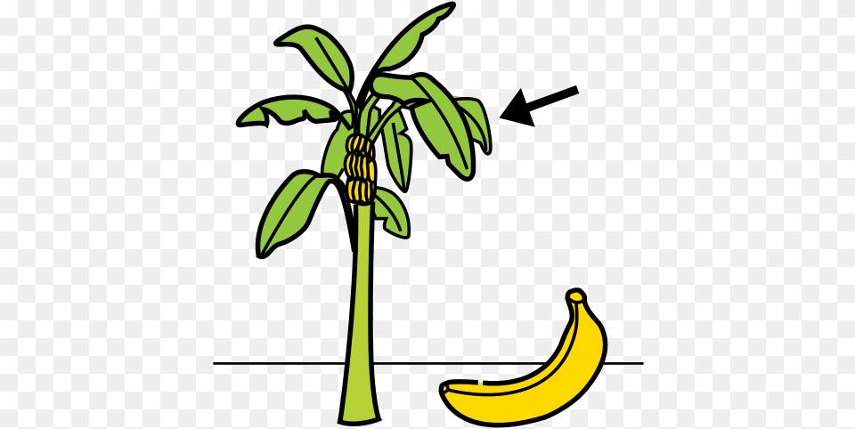 Banana Tree In Arasaac Global Symbols Clip Art, Food, Fruit, Plant, Produce Free Png