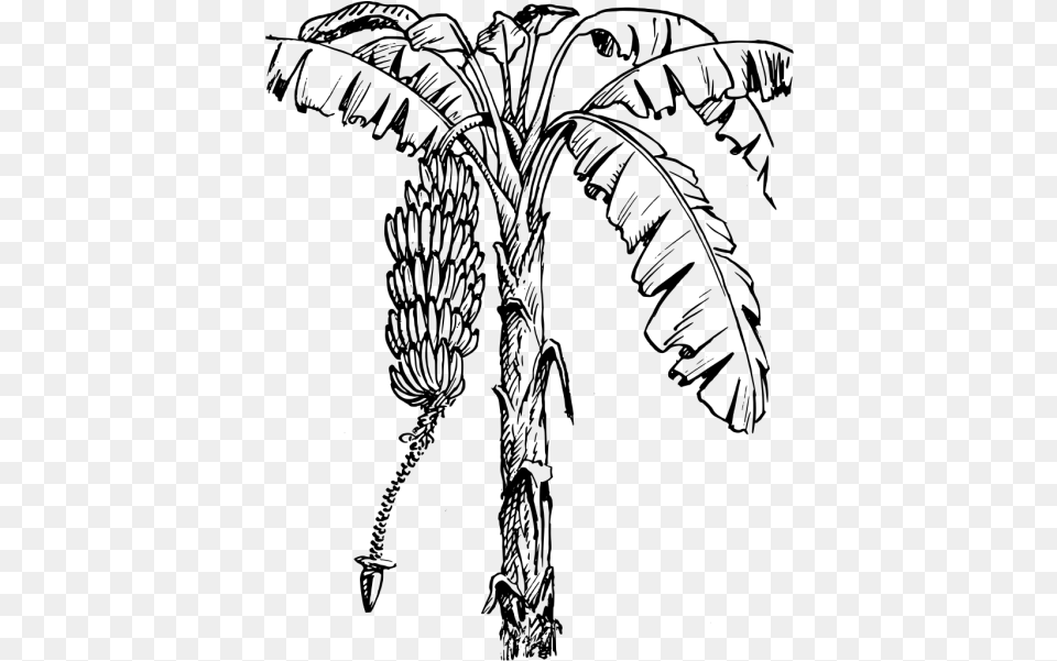 Banana Tree Pencil Drawing, Gray Free Png