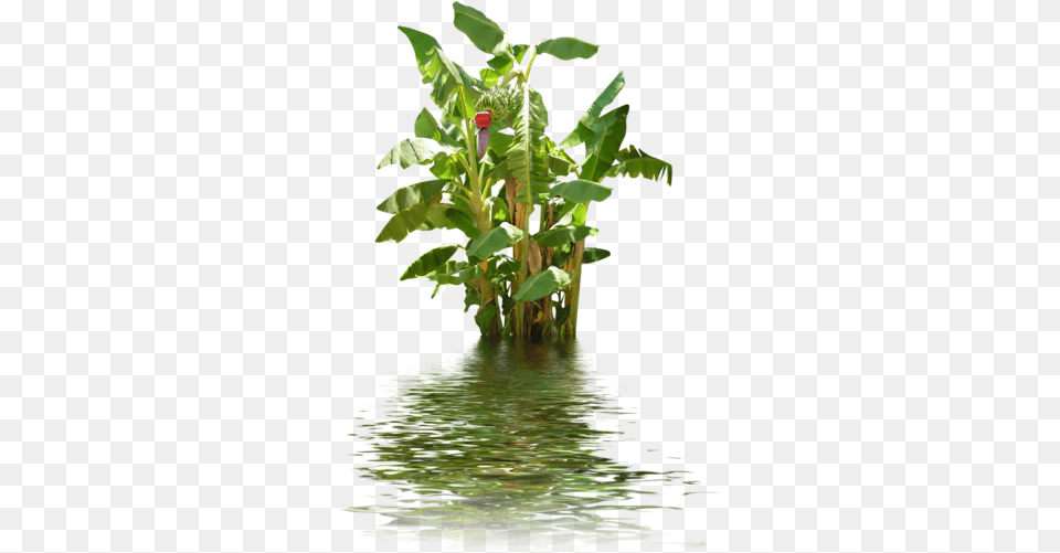 Banana Tree Photo Transparent Background Banana Tree, Flower, Leaf, Plant, Water Free Png