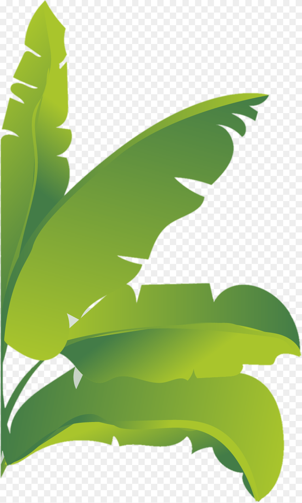Banana Tree Photo Transparent Tree Flat Vector, Green, Leaf, Plant, Herbs Free Png Download