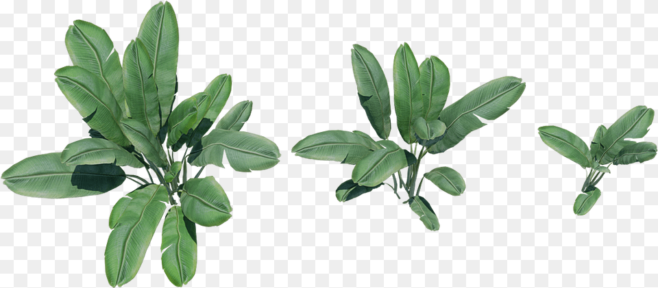 Banana Tree Plant Arctostaphylos, Herbal, Herbs, Leaf, Vegetation Free Png