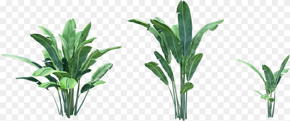 Banana Tree Plant Grass, Leaf Png