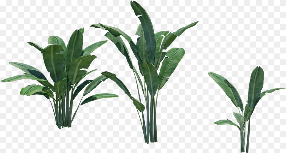 Banana Tree Plant Palm Tree, Leaf Png Image