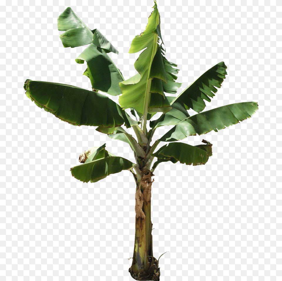 Banana Tree Texture Banana Tree Transparent Background, Food, Fruit, Leaf, Plant Free Png