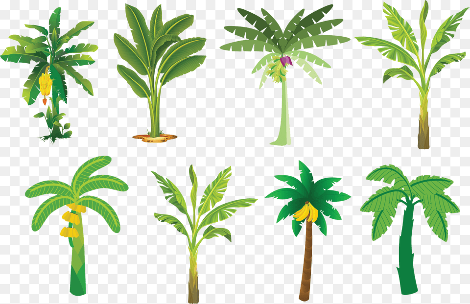Banana Tree Vector Aoraki Mount Cook, Green, Rainforest, Plant, Palm Tree Png