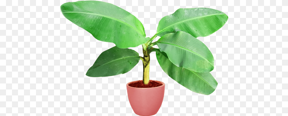 Banana Tree Vector Flowerpot, Leaf, Plant, Food, Fruit Png Image