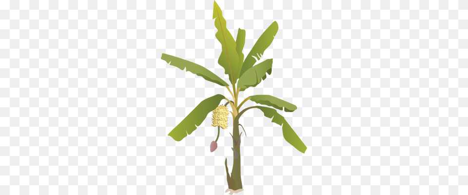 Banana Tree With Fruit, Food, Produce, Plant, Leaf Free Png