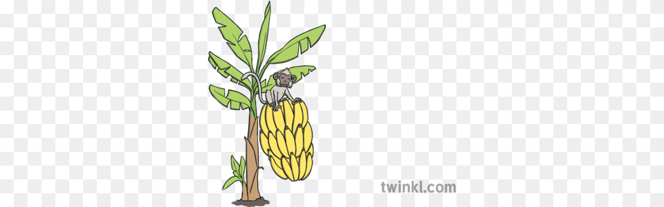 Banana Tree With Monkey Big Bananas Ks1 Illustration Twinkl Illustration, Food, Fruit, Plant, Produce Free Transparent Png