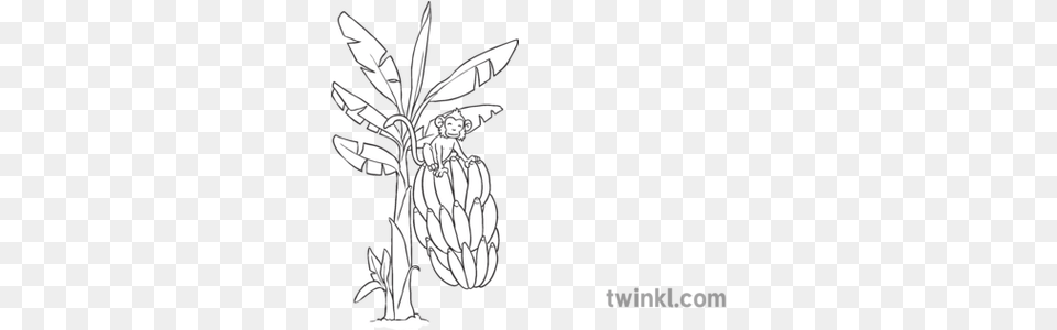Banana Tree With Monkey Big Bananas Ks1 Statue Of Happy Prince Drawing, Food, Fruit, Plant, Produce Free Transparent Png