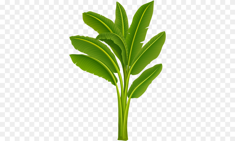 Banana Trees Image, Green, Leaf, Plant, Food Free Png Download