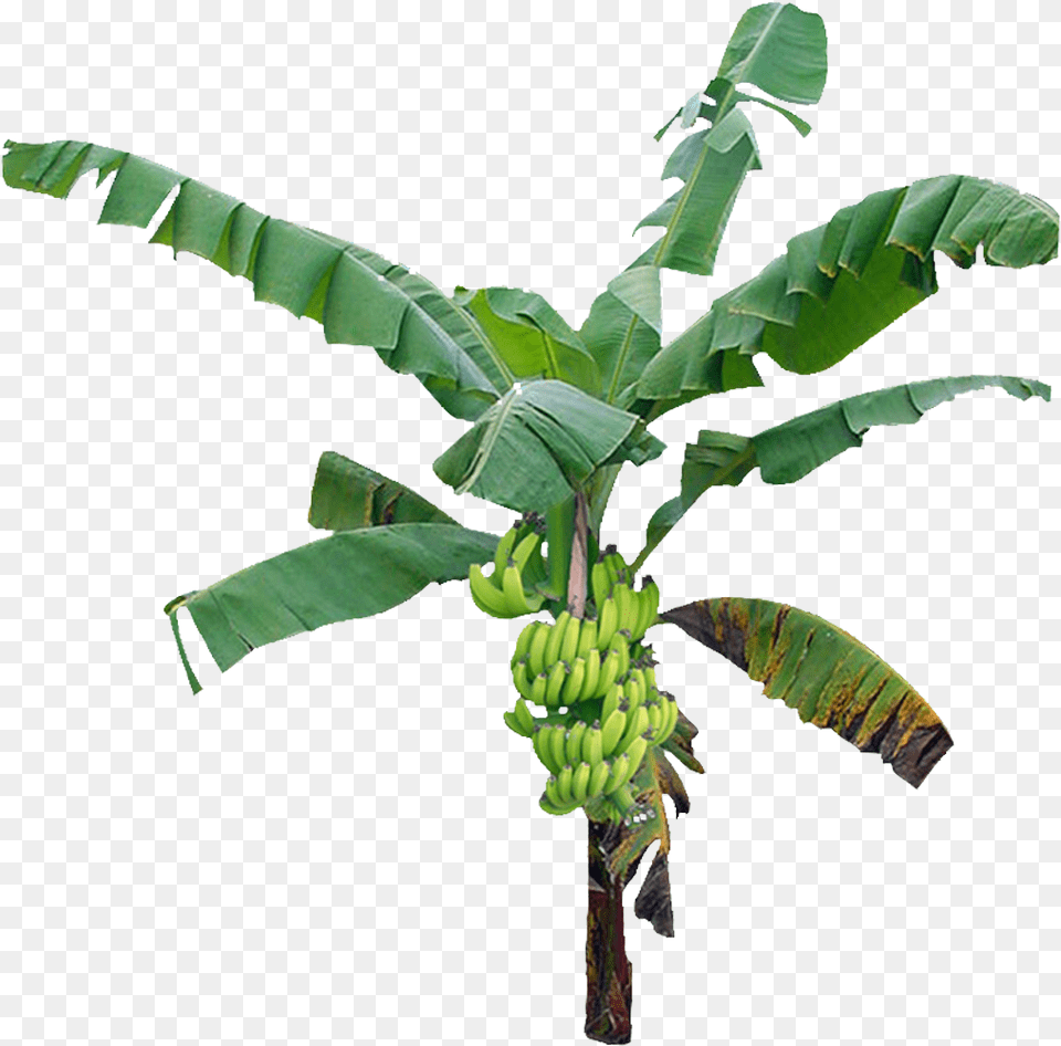 Bananatree Palmtree Tropical Jungle Nature Plant Transparent Background Banana Tree, Food, Fruit, Produce Png Image