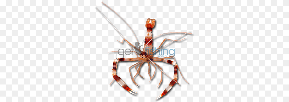 Banded Coral Shrimp Banded Coral Shrimp, Food, Seafood, Animal, Invertebrate Free Transparent Png