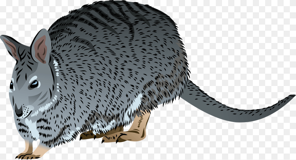 Banded Hare Wallaby Clipart, Animal, Mammal, Fish, Sea Life Free Png