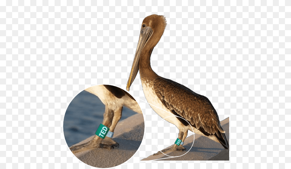 Banded Pelican, Animal, Beak, Bird, Waterfowl Free Png Download