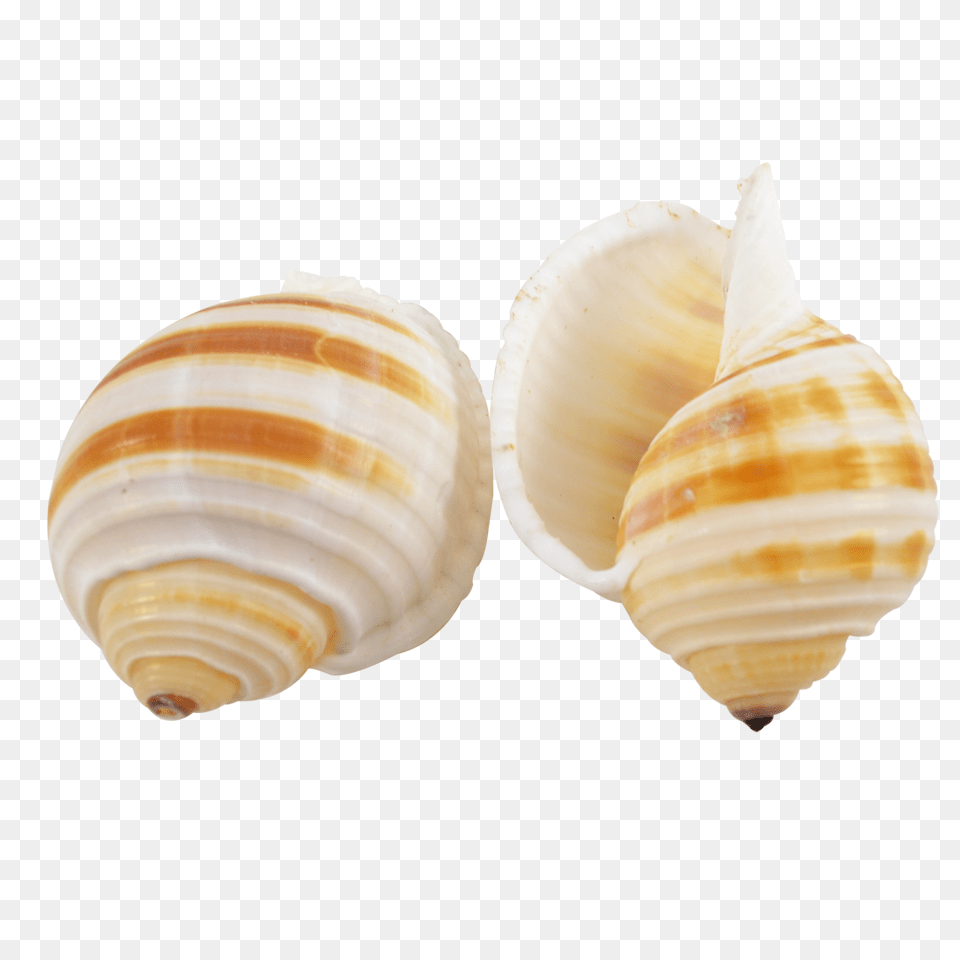 Banded Tun Seashell, Animal, Clam, Food, Invertebrate Png