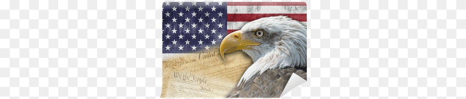 Bandera Y Smbolos De Los Estados Unidos De Amrica American History Us History An Overview, Animal, Beak, Bird, American Flag Free Transparent Png