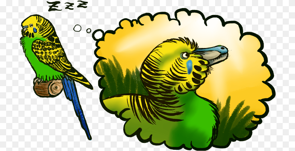 Bandits Never Owned Budgies Parrot Raptor, Animal, Bird, Parakeet, Beak Free Png