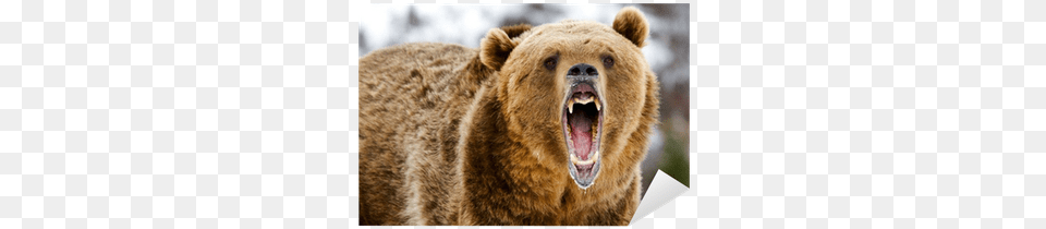 Banff Bear Attacks, Animal, Mammal, Wildlife, Brown Bear Png Image
