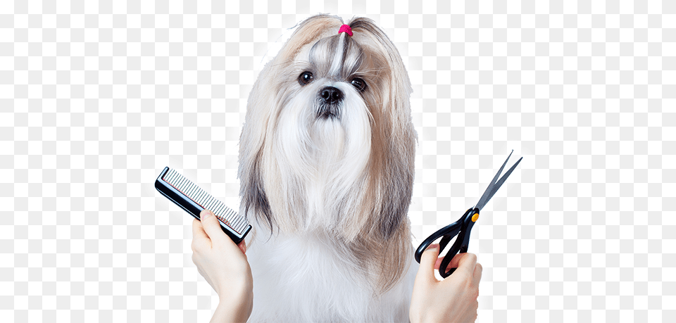 Banho E Tosa Pet, Scissors, Adult, Female, Person Free Png