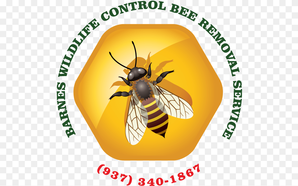 Bankal National High School, Animal, Bee, Honey Bee, Insect Png