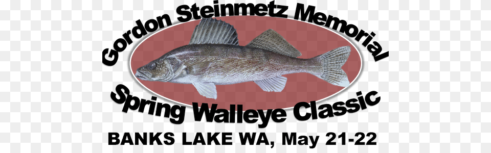 Banks Lake Walleye Tournament Fish Fabric Walleye On Slate Blue Custom Fabric, Animal, Sea Life, Perch Png Image