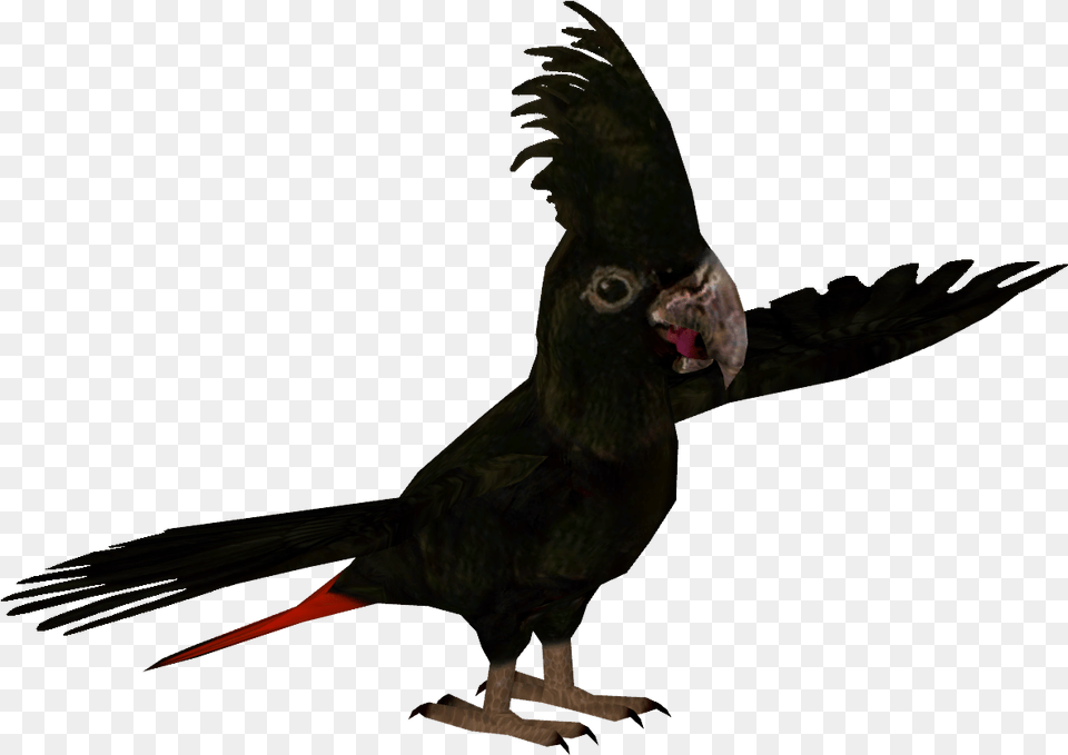 Banksian Cockatoo Cockatoo, Animal, Bird, Blackbird, Beak Free Transparent Png