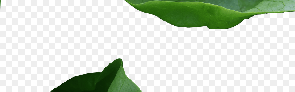 Banner 1 Tree, Green, Leaf, Plant Png