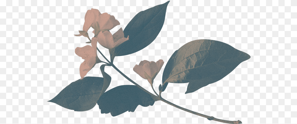 Banner, Acanthaceae, Flower, Leaf, Plant Free Transparent Png