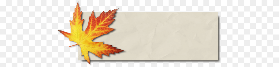 Banner Autumn Leaf Maple Images U2013 Autumn Paper, Plant, Tree, Maple Leaf Free Transparent Png