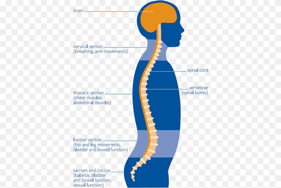 Banner Black And White Anatomical Drawing Spine Nervous System Word Bank Diagram Png Image