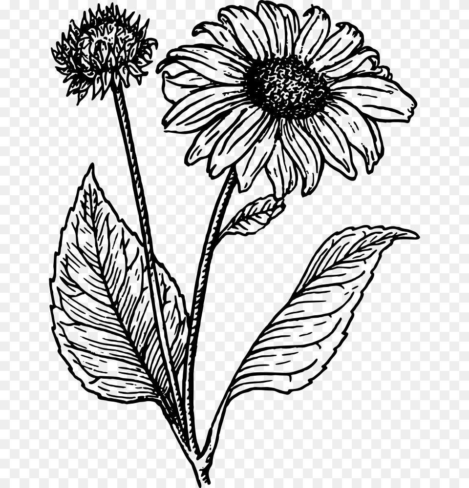 Banner Black And White Black And White Sunflower Clipart Sunflower Line Drawing, Gray Free Png