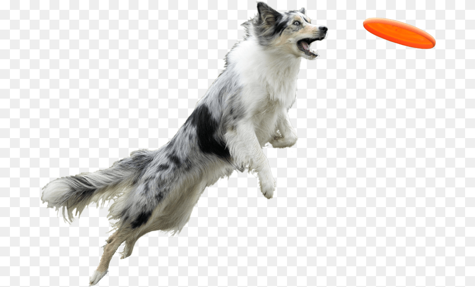 Banner Black And White Chien Et Entourage Frisbee With White Background, Animal, Canine, Dog, Mammal Png Image
