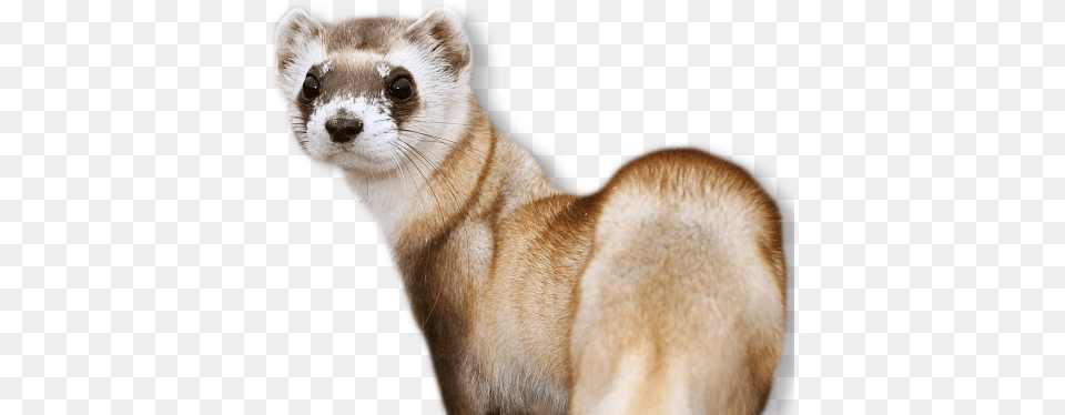 Banner Black And White Stock Black Footed Ferret No Background, Animal, Mammal, Canine, Dog Free Png