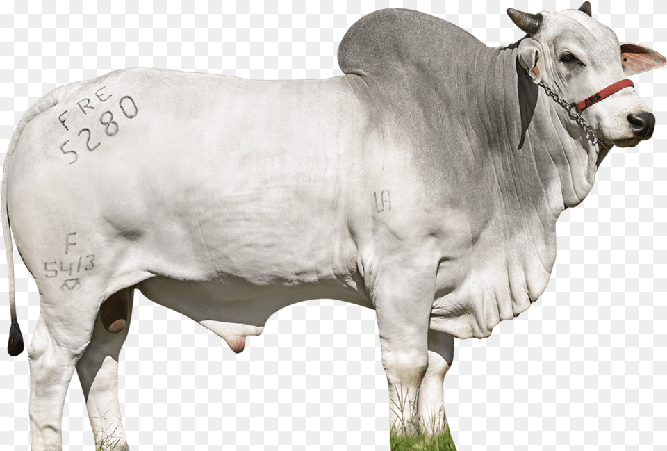 Banner Boi, Animal, Bull, Cattle, Livestock Png Image