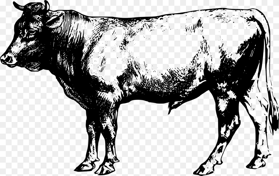 Banner Cattle Beef Clip Art Cattle Clipart, Gray Png