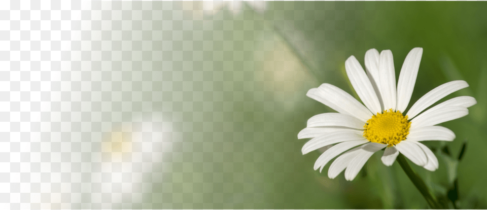 Banner Daisy Common Daisy, Flower, Plant, Pollen, Petal Free Png Download