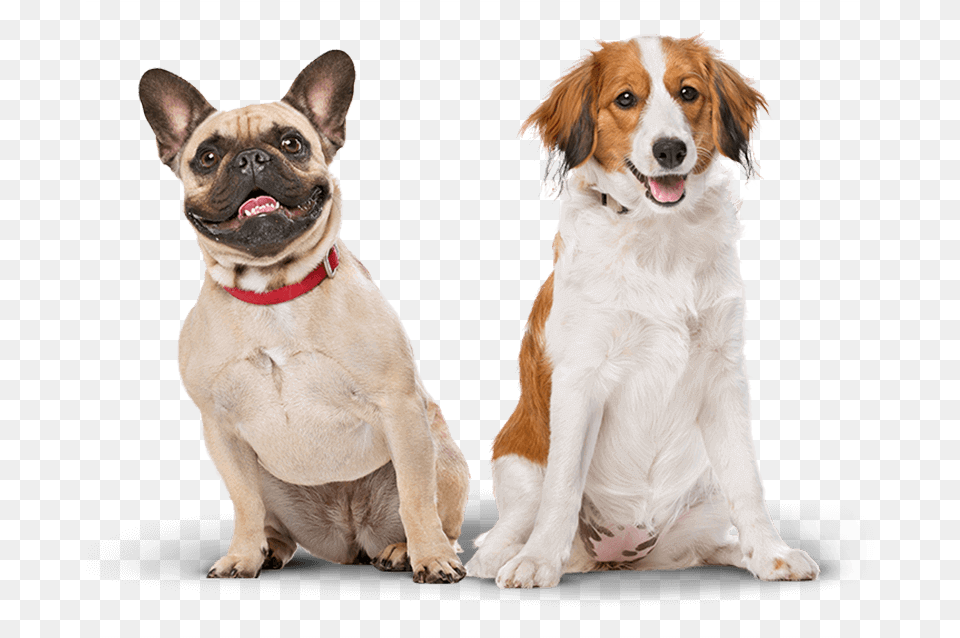 Banner Dog, Animal, Canine, Mammal, Pet Free Transparent Png