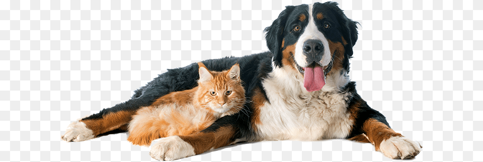 Banner Dog Cat Vet Transparents, Animal, Pet, Canine, Mammal Free Png