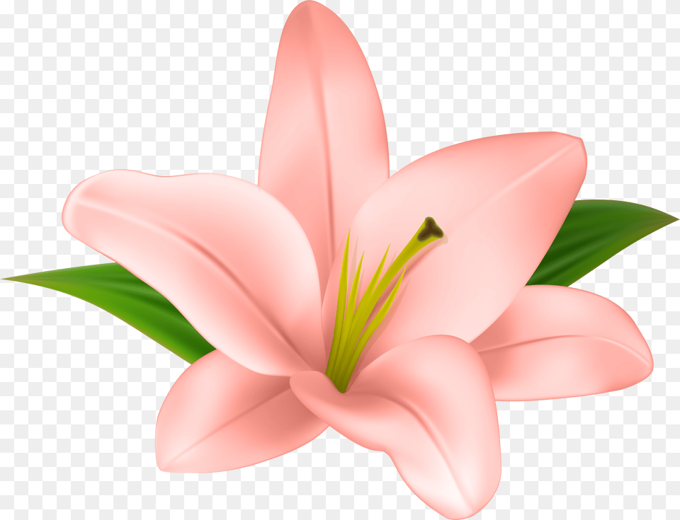 Banner Files Lily Background, Flower, Plant, Anther, Appliance Free Png Download