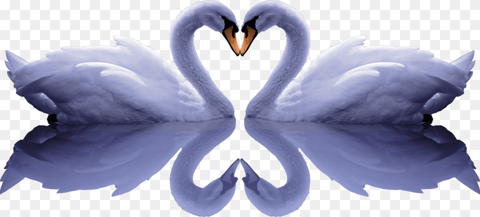 Banner Free Stock Cygnini Free Romantic Pull Animal, Bird, Swan Png Image