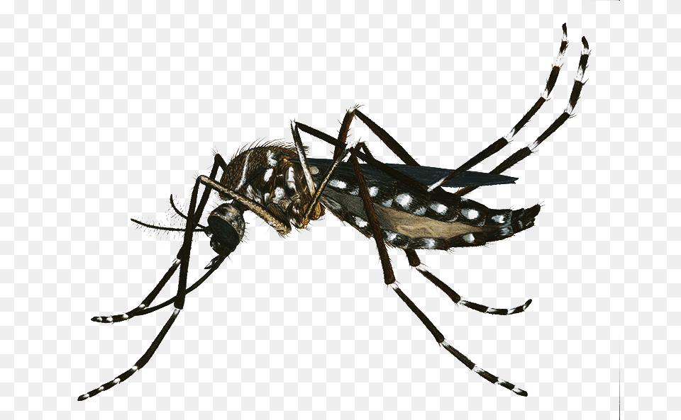 Banner Freeuse Download Image Dengue Zika Y Chikungunya Sintomas, Animal, Invertebrate, Spider, Insect Free Transparent Png