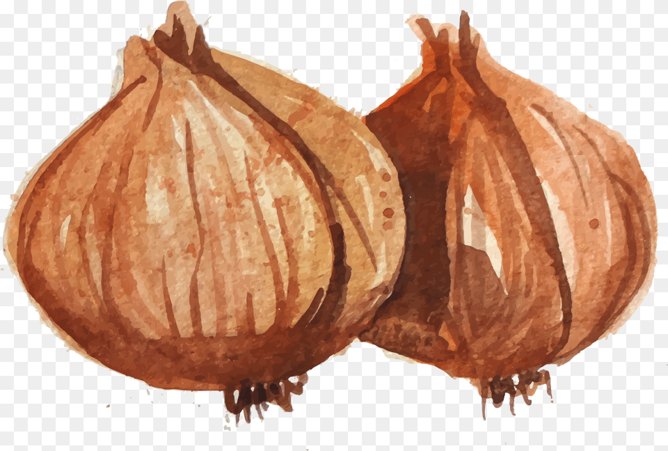 Banner Freeuse Onion Vector Draw Watercolor Painting, Food, Produce, Plant, Vegetable Png Image