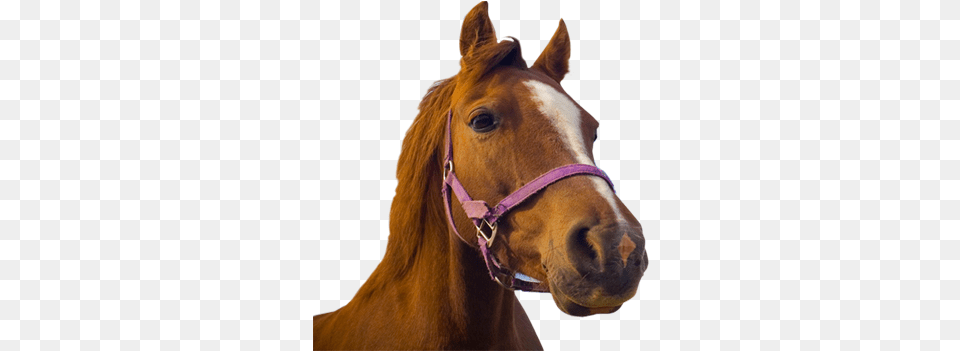 Banner Freeuse Stock Head Transparent Horse Horse Transparent, Animal, Mammal, Colt Horse, Halter Png